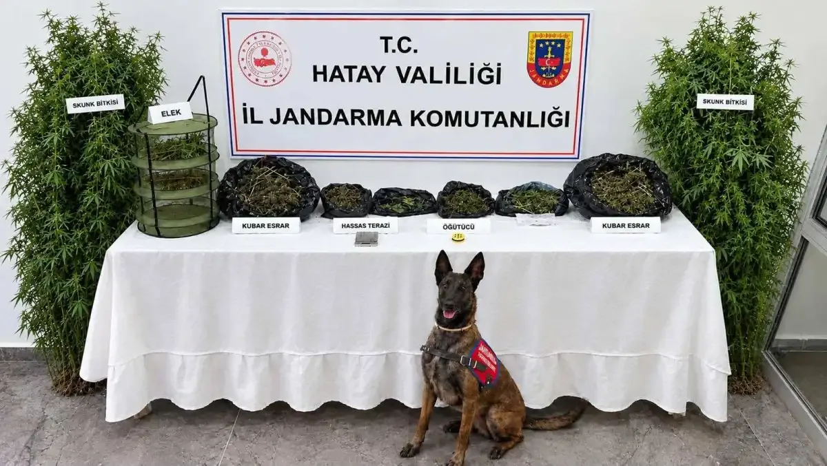 Hatay’da uyuşturucu operasyonu: Esrar ve Skunk ele geçirildi